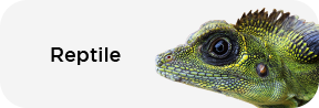 Reptile
