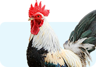 Farm Animal