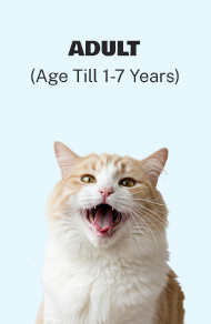 Adult Cat
