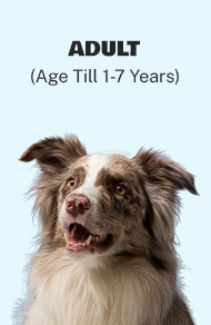 Adult Dog