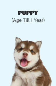 Puppy