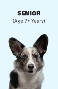 Senior Dog